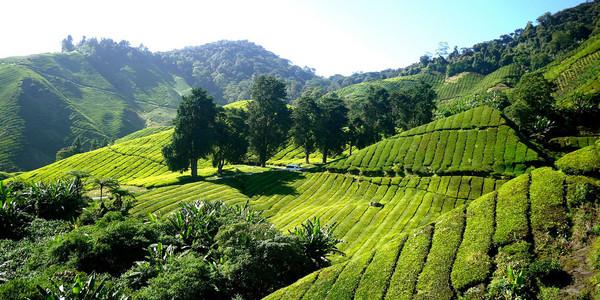 Vahdam - Introducing the world to a new world of garden fresh teas