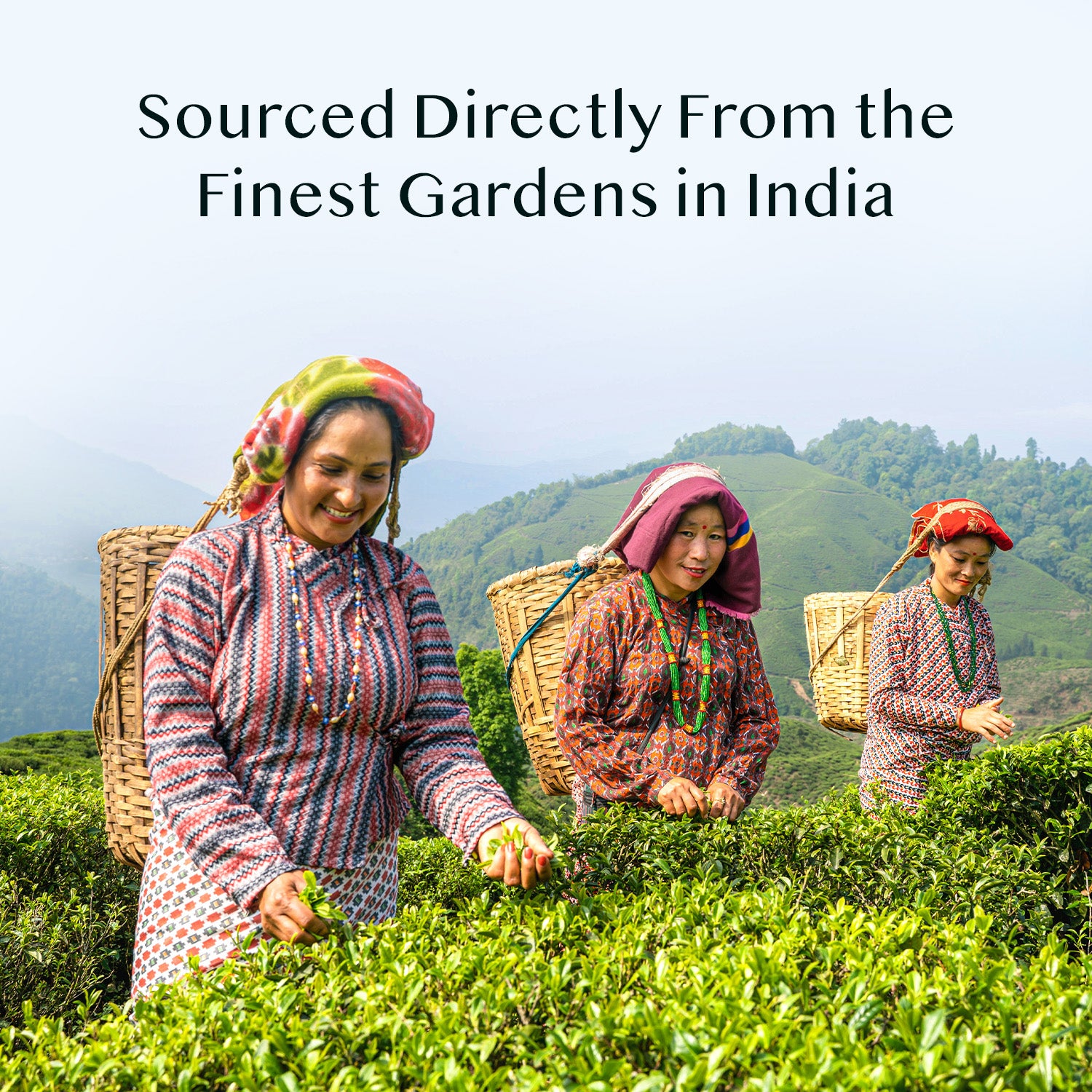 Assorted Green Tea Bags Sampler | 10 Tea Bags