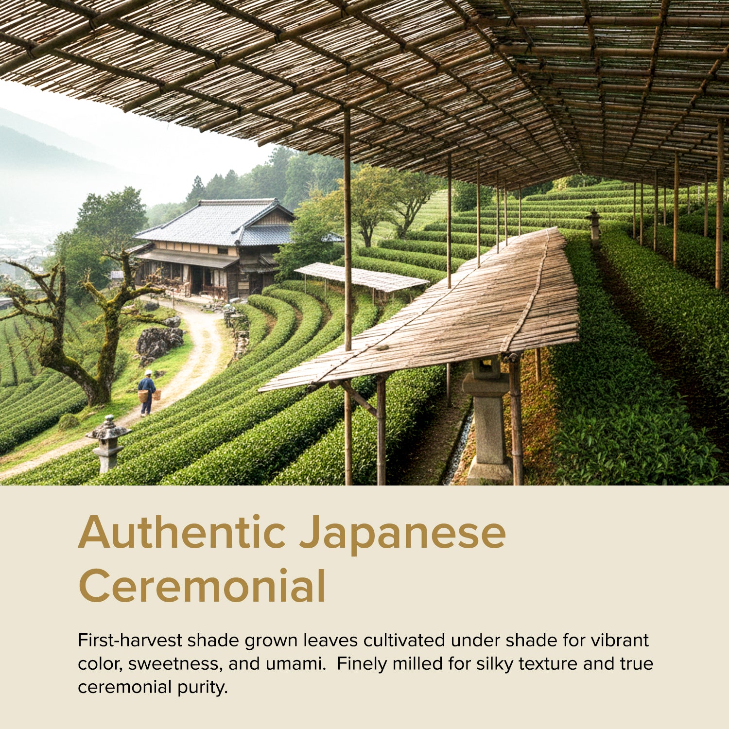 Ceremonial Matcha Green Tea, 30 g