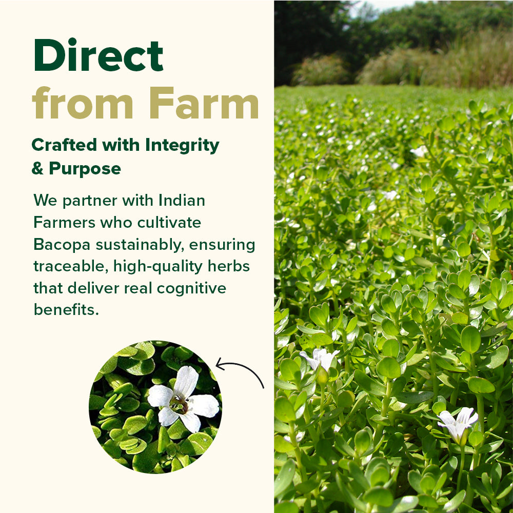 Brahmi Capsules 1000 mg - For Improved Focus