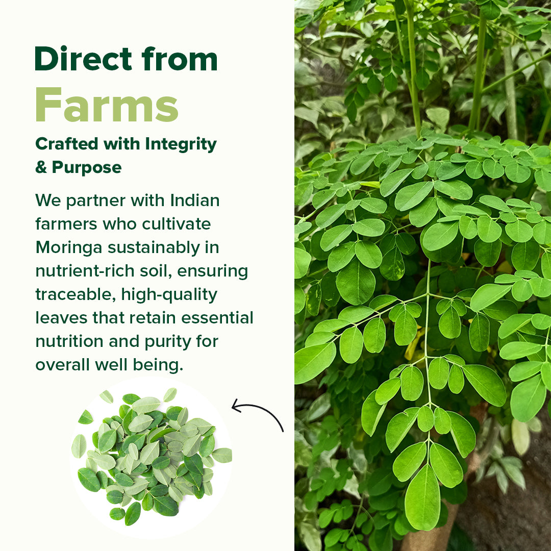 Moringa Capsules 1000mg - For Immunity Support