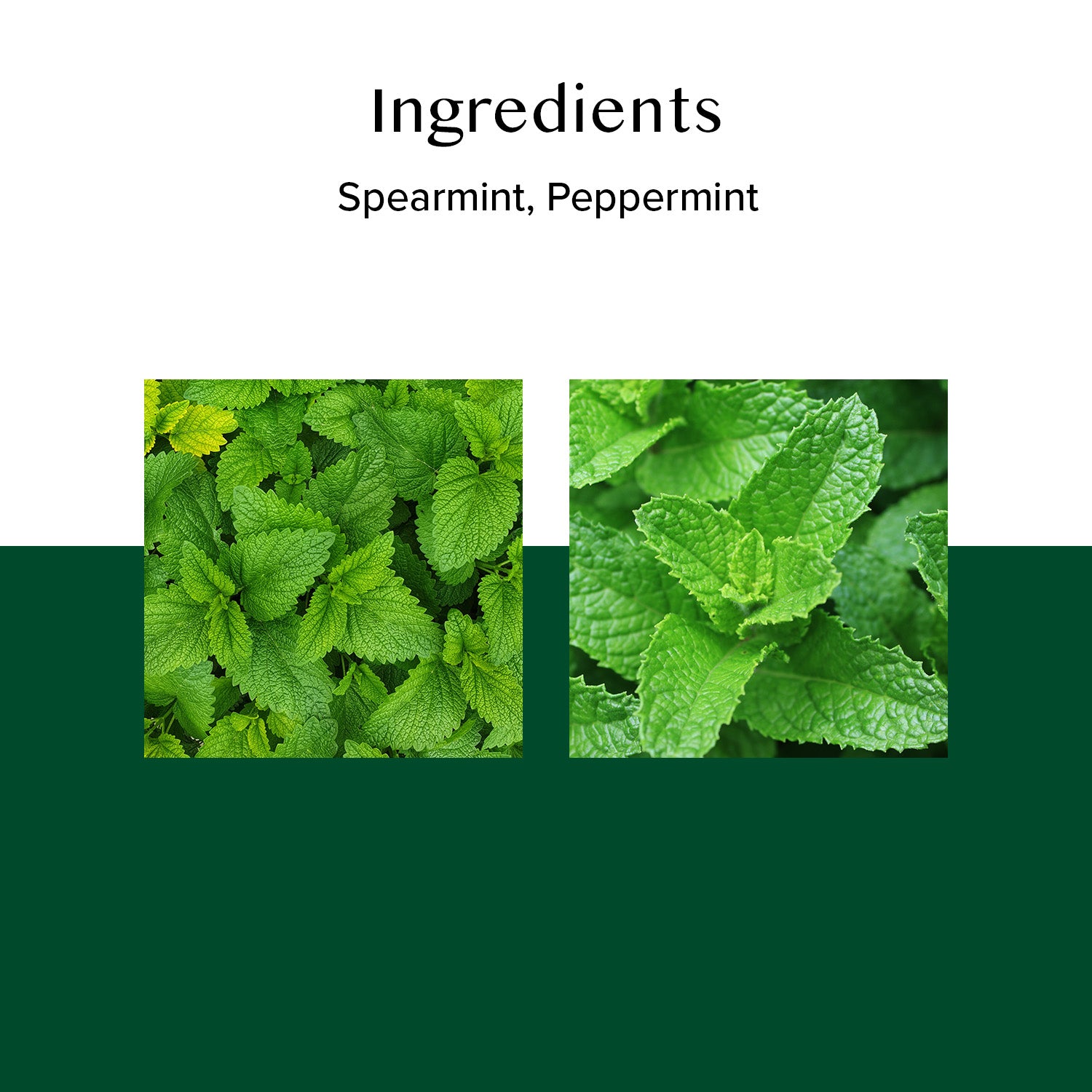 Pure Mint Herbal Infusion, 15 Count TB