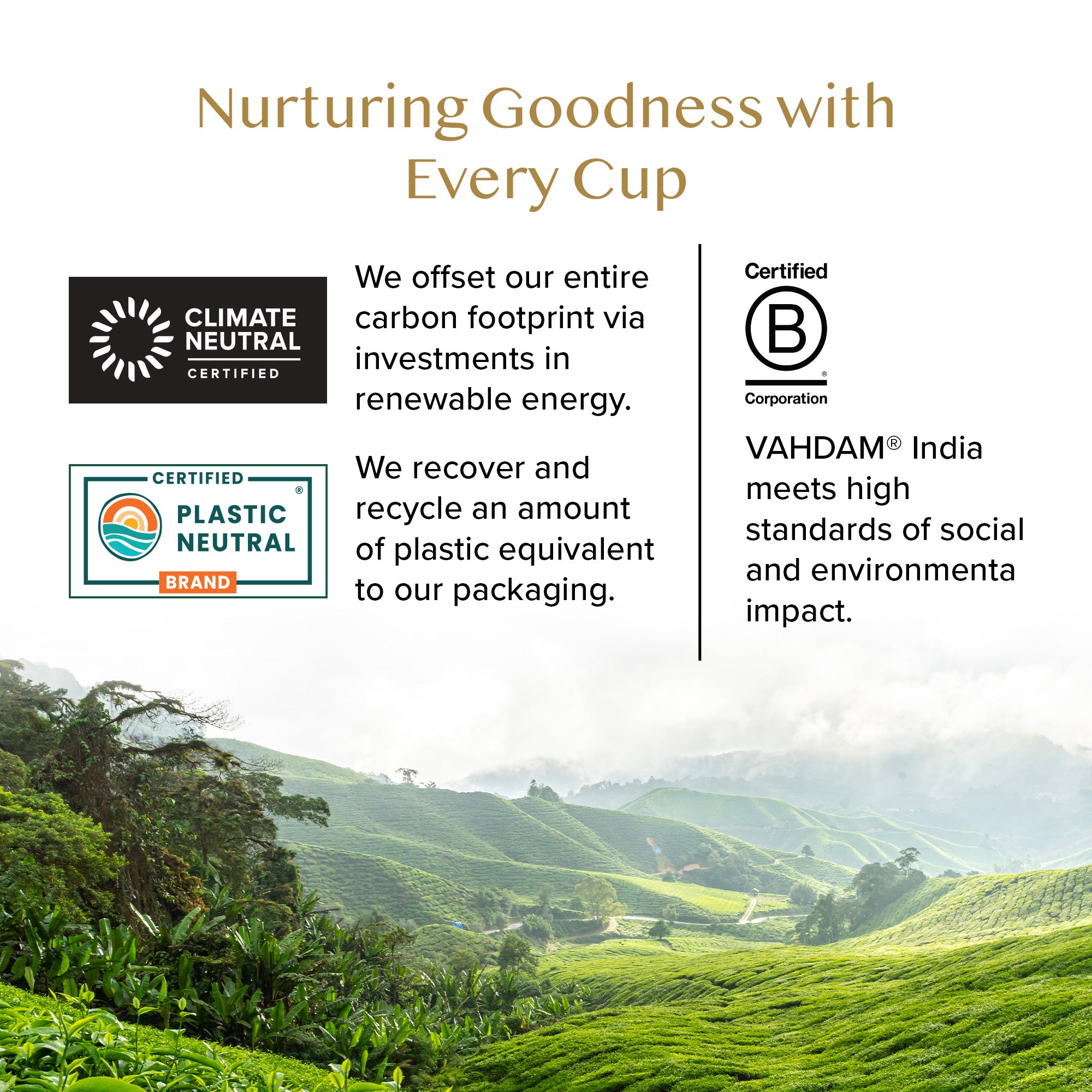 Wellness Starter Kit - 3 Green Teas + 1 Cup & Saucer